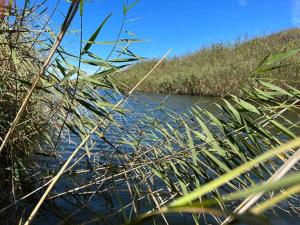 a body of water with grass in the foreground at Casa Presente Guesthouse in Carrapateira