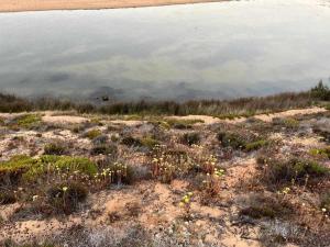 a field with a body of water and some plants at Casa Presente Guesthouse in Carrapateira