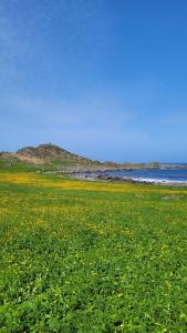 a field of green grass with flowers in front of the water at Haramsøy One Night Glamping- Island Life North- overnight stay in a tent set up in nature- Perfect to get to know Norwegian Friluftsliv- Enjoy a little glamorous adventure in Haram