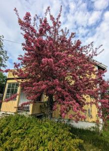 a tree covered in pink flowers in front of a house at House near the University in Ås - Ski in Ås