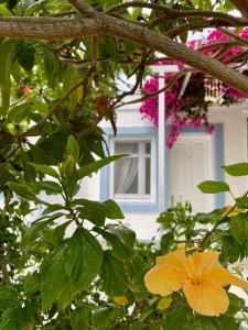 A garden outside Seaside Studios Arkasa Karpathos