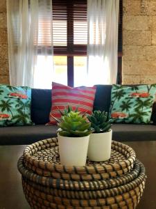 two potted plants on a table in a living room at GATU PREMIUM ático Caleta in Cádiz