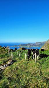 un grupo de vacas de pie en una colina pastosa en Haramsøy One Night Glamping- Island Life North- overnight stay in a tent set up in nature- Perfect to get to know Norwegian Friluftsliv- Enjoy a little glamorous adventure, en Haram