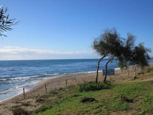 a tree on a sandy beach near the ocean at Rancho Grande in Marbella