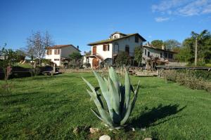 a green plant in a yard in front of a house at Casa Aloe B&B in Monte San Savino