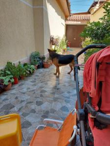 地拉那的住宿－Vila Kodra，一只狗站在庭院的瓷砖地板上