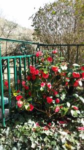 une brousse de roses rouges près d'un banc vert dans l'établissement Les Cèdres Bleus de Joany, à Viviez