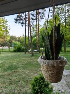 eine Pflanze in einem hängenden Korb in einem Hof in der Unterkunft Kajaki wino i śpiew - domek z sauną w otoczeniu lasów i sąsiedztwie zalewu in Zakrzówek Szlachecki