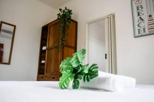 zielona roślina siedząca na stole w obiekcie Casa Grosso w mieście Willemstad