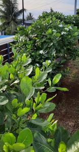 Une rangée de plantes vertes avec des fleurs blanches sur elles dans l'établissement PAMATAI COSY LODGE, à Fa'a'ā
