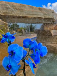 a group of blue flowers sitting next to a pool at Pousada Serra de São Thomé in São Thomé das Letras