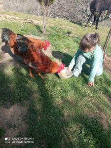 CoraoにあるFlor de Pomarの鶏の餌付けの若い少女
