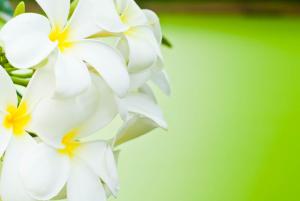 un primer plano de flores blancas sobre un fondo verde en ホテル南の風風力3駒ヶ根店, en Komagane