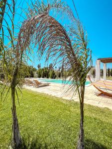 タヴィアーノにあるLe Stanze di Chloeのプール横の芝生の椰子