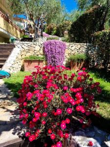 un montón de flores rojas en un jardín en Villa Villacolle en Massarosa
