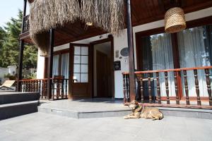 Domácí mazlíčci ubytovaní s hosty v ubytování No 22 Riders' Inn