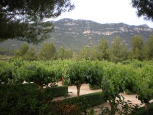 una fila de plantas vinícolas con montañas en el fondo en Montsant Park Camping & Bungalow en Ulldemolins