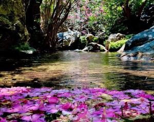 un ramo de flores rosas en el agua en Kalithea Studio 2 en Palekastron