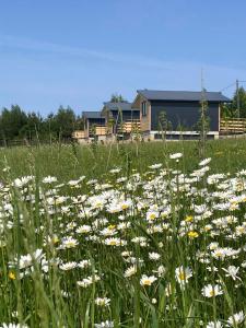 a field of daisies in front of a house at Domki na Łące in Gogołów