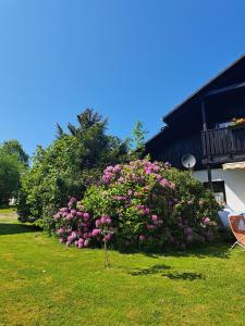 a bush of pink flowers in a yard at Ferienwohnung Martin in Thalfang