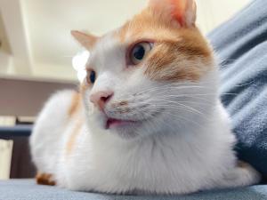 Jinningにある山貓茶旅のオレンジ白猫が膝の上に座っている
