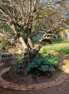a tree in a garden next to a bench at Craighall Park Stylish Garden Studio in Johannesburg
