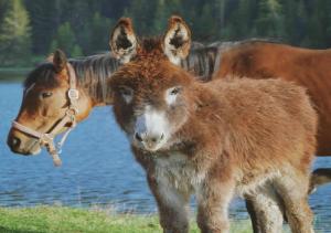 Fotografie z fotogalerie ubytování Etno selo Zminica v destinaci Žabljak