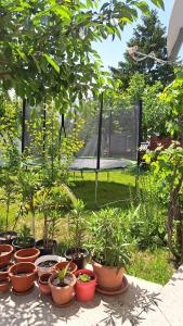 a bunch of potted plants sitting in a garden at Casa Gabi in Corbu +31 photos