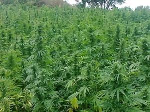 a field full of green plants in a field at Ferme de cannabis à ketama in Tlata Ketama
