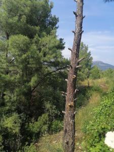 un árbol muerto en un campo con árboles en Pasa doga villa en Kumluca