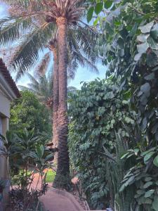 a palm tree in the middle of a garden at Casa Cacheu low cost family house in Bissau