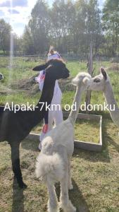Zvířata v prázdninového domu nebo okolí