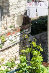 a green plant in front of a building at Apartment Silvana in Split