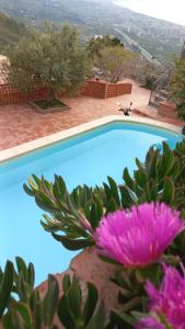 a blue swimming pool with a pink flower in front of it at Villa Verde in Cefalù