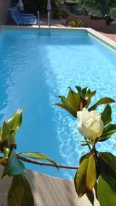 une rose blanche assise à côté d'une piscine dans l'établissement Villa Verde, à Cefalù