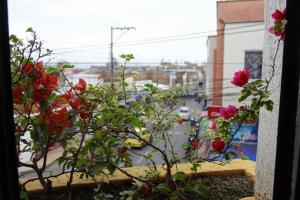 a view of a city street from a window with roses at Hotel Boutique el Sol in Cartago
