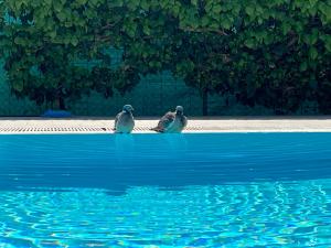 zwei Vögel, die an einem Wasserpool sitzen in der Unterkunft Pansion Villa Margerita in Poreč