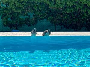 two birds sitting on the side of a pool of water at Pansion Villa Margerita in Poreč