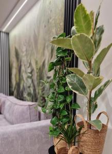 duas plantas em cestos sentadas ao lado de um sofá em Apartament Proszowska 58A, Bochnia, 40 m2 z prywatnym miejscem postojowym em Bochnia