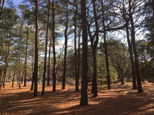 a group of trees in a field with sunlight at Villa at Bethany West in Bethany Beach