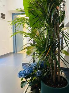 roślina doniczkowa w pokoju z niebieskimi kwiatami w obiekcie Apartamentos BRAVO MURILLO con garaje en centro histórico w mieście Badajoz