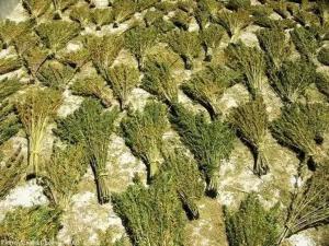 une vue aérienne sur un tas d'arbres sur une montagne dans l'établissement Ketama trikital, à Tlata Ketama