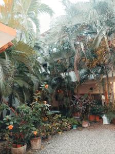 Hotel Villa Tulipanes في زيهواتانيجو: حفنة من أشجار النخيل والنباتات في مبنى