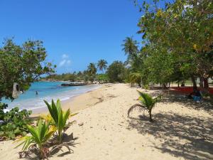 a sandy beach with palm trees and the ocean at KORN LAMBIS in Sainte-Luce