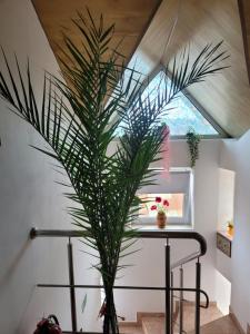 a plant sitting on a table in front of a window at Vila Liz Eforie Nord in Eforie Nord