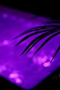 a close up of a palm leaf on a purple background at love room gold - les delices rooms in Angers