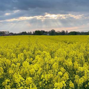a field of yellow flowers with the sun in the background at Ferien_VILLA EASY LIVING in Göhren-Lebbin