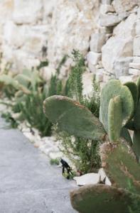 een groene cactus voor een stenen muur bij Benessere in Kamilari