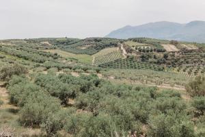 a field of olive trees with mountains in the background at Star Sleep Kalesia Heraklion in Heraklio Town
