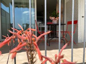 a red plant in a vase on a patio at A Casa Di Silvia in Gambassi Terme